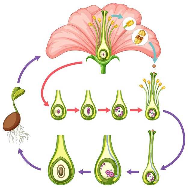Finasteride hergroei