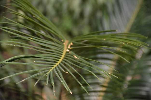 Finasteride o saw palmetto