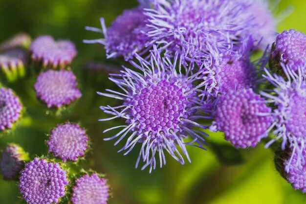 Meglio finasteride o serenoa repens